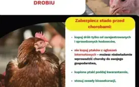 Ulotka_informacyjna-zabezpieczenie_stada_przed_chorobami_drobiu