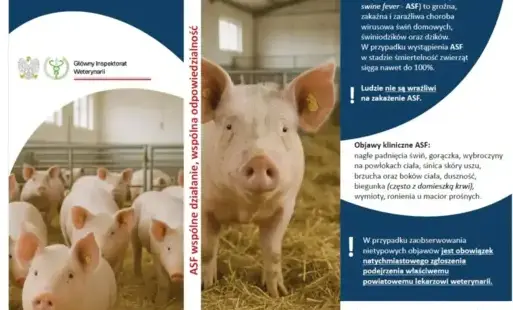 Zdjęcie do Ryzyko przeniesienia wirusa ASF