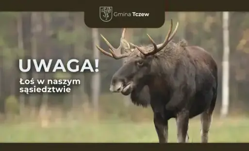 Zdjęcie do Łoś w naszym sąsiedztwie